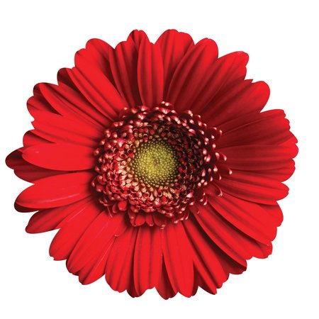 NEXT INNOVATIONS Red Daisy Wall Art 101410066-RED